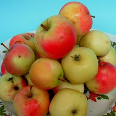 acquista alberi di mele antiche appiola