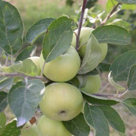 acquista alberi di mele antiche maiolina