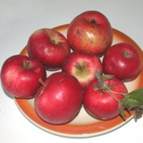 acquista alberi di mele antiche pontella