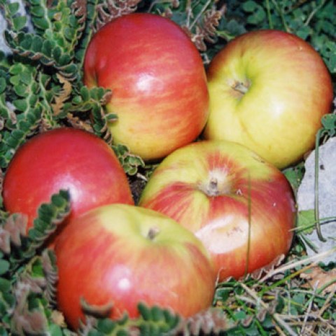 acquista alberi di mele antiche cipolla