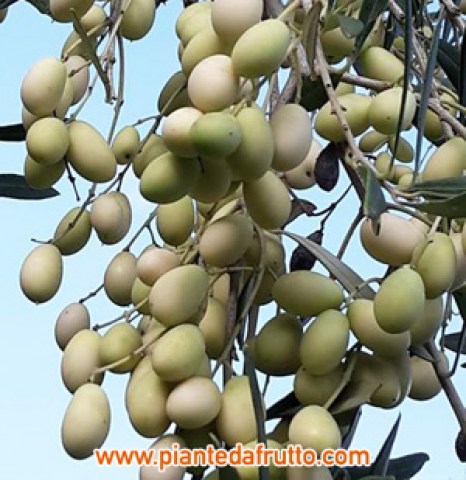 vendita pianta olivo leucocarpa oliva bianca