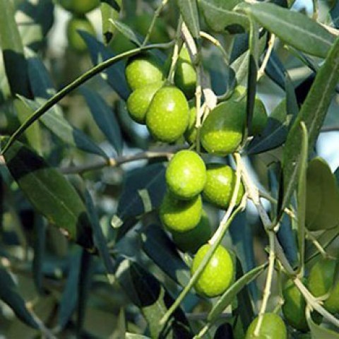 Vendita pianta di olivo Olivastra Seggianese