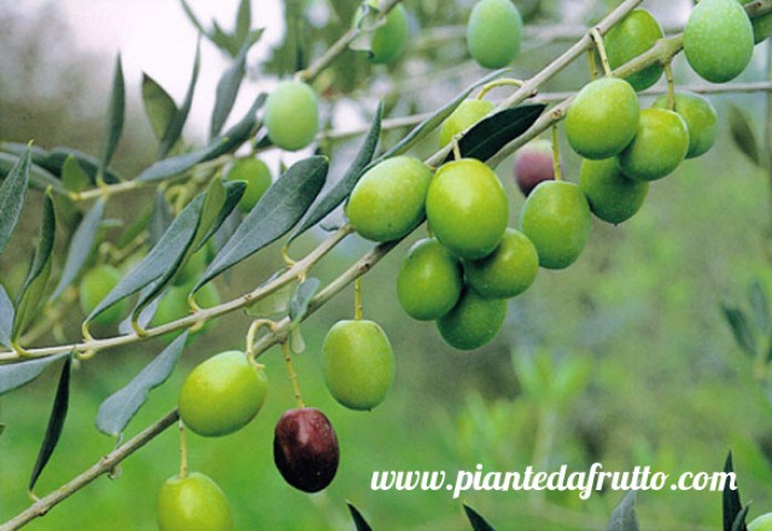 acquista online alberi di ulivi bianchera