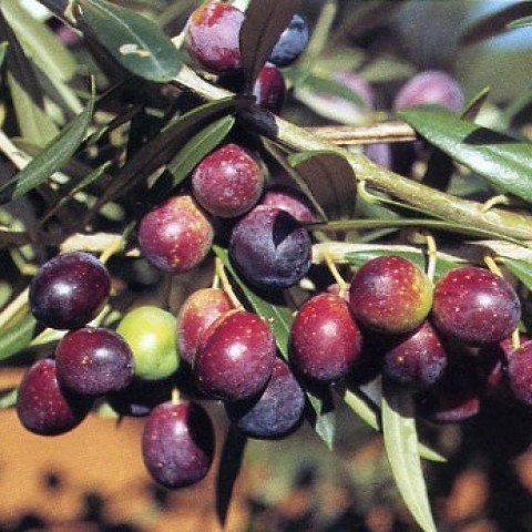 Vendita piante di olivi Arancino