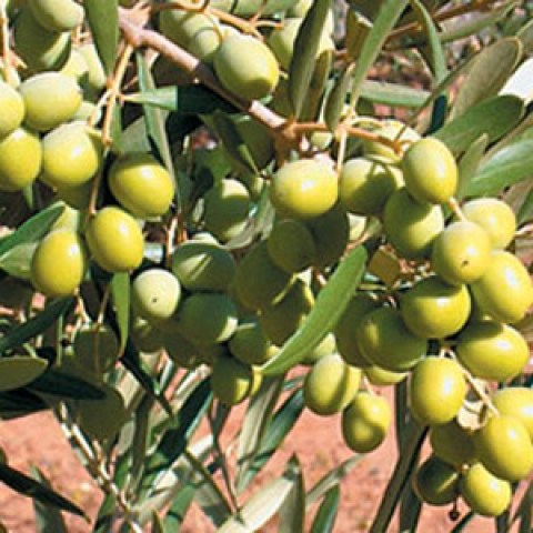 vendita pianta di arbosana