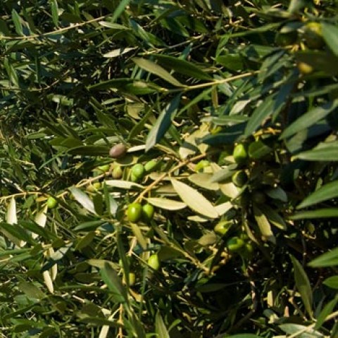 vendita online piante di olivo cipressino