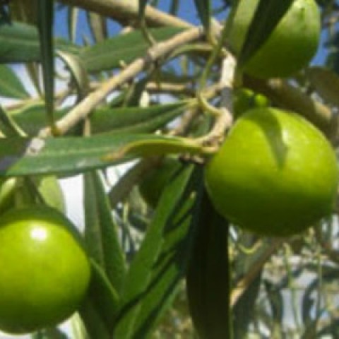 Vendita pianta di olivo giarraffa
