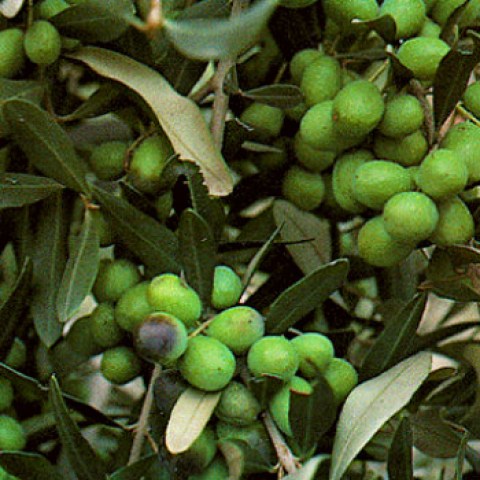 vendita online piante di olivo a grappolo