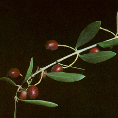 Vendita pianta di olivo Marzio