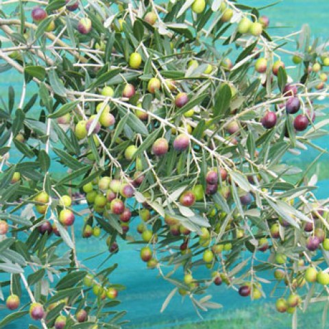 Vendita pianta di olivo San Lorenzo