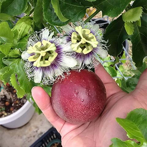 Acquista Online pianta di Passiflora Edulis Maracuja il Frutto della Passione