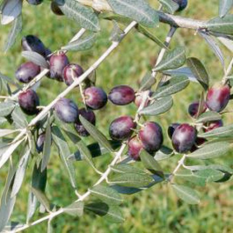 pendolino-olivo