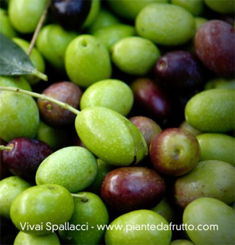 Vendita piante di olivo Peranzana