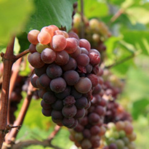 Vitis vinifera 'Pinot Gris'