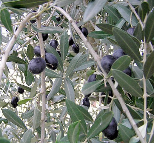 Acquista online alberi di olivi raggiola