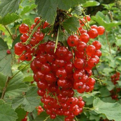 vendita pianta di Ribes Rosso Rolan