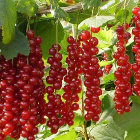 Ribes rosso Rovada