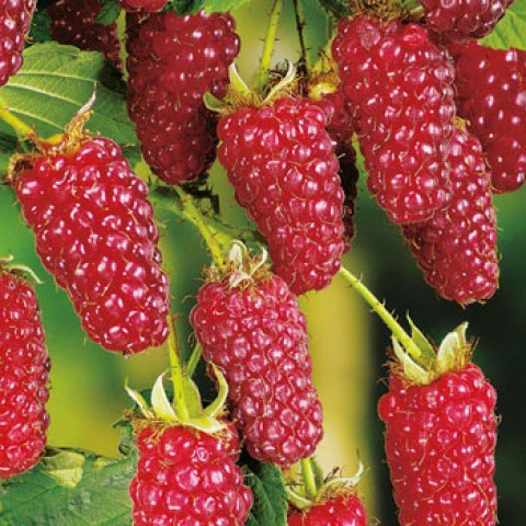 tummelberry vivai spallacci produzione e vendita piante di frutti di bosco