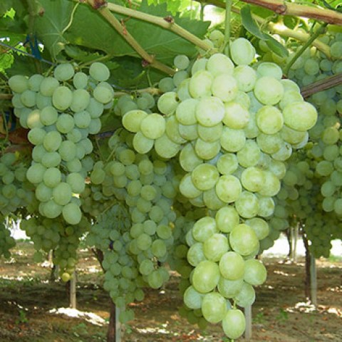 acquista online barbatelle di uva Sugraone superior seedless