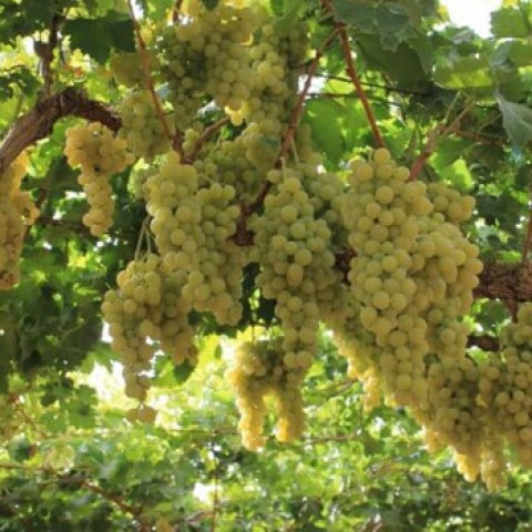 Vendita piante di uva Sulima Apirena
