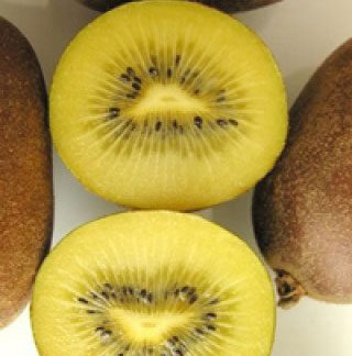 Kiwi Golden Delight giallo (femmina)