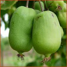 kiwi Jumbo